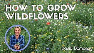 How to grow wildflowers in your garden and the benefits they bring [upl. by Atsirtal122]