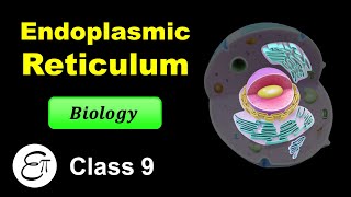 Endoplasmic Reticulum  The Fundamental Unit of Life  9  for Class 9 in Hindi [upl. by Noyrb]