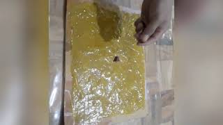 HOMEMADE RAT TRAP USING GLUE AND CARTON [upl. by Schnell8]