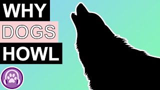 Why Do Dogs Howl  What Do Their Howls Mean [upl. by Riamo981]