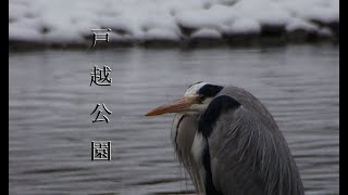 ある雪の日の戸越公園 [upl. by Sutton]