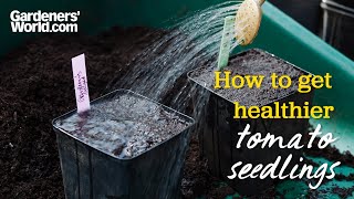 How to sow tomato seeds [upl. by Cowey13]