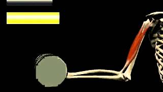 Isometric vs Isotonic Contractions [upl. by Shipp]