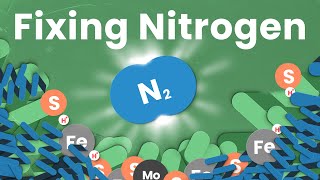 The Most Underrated Chemical Process on Earth｜Nitrogen Fixing [upl. by Aicilev]