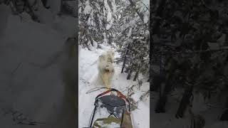 Exploring By Dog Team sleddogs offgrid wilderness camping winter [upl. by Yelyr409]