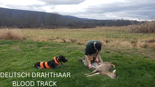 Deutsch Drahthaar Blood Tracks Pennsylvania Deer [upl. by Ajad523]