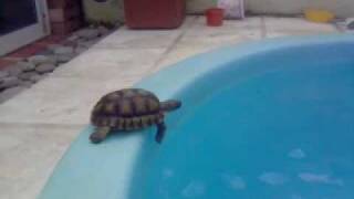 tortuga de tierra pero en agua3gp lo mejor de youtube [upl. by Forward]