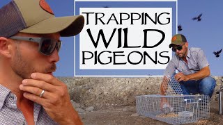 Trapping Wild Pigeons And Training Homing Pigeons [upl. by Grover]