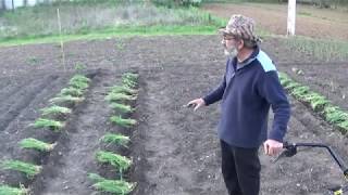 Plantando tomates con truco [upl. by Tyree234]