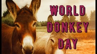 World Donkey Day May 8th Celebrating the Unsung Heroes of Agriculture [upl. by Navap]