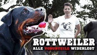 ROTTWEILER  Ein aggressiver Kampfhund Informationen zur Rasse amp Training [upl. by Socram289]