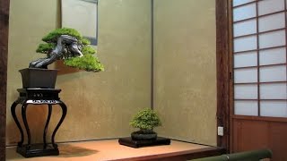 Bonsai gardens in Japan [upl. by Carree]