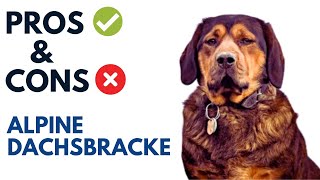 Alpine Dachsbracke Pros and Cons  Alpine Dachsbracke Advantages and Disadvantages [upl. by Enortna]