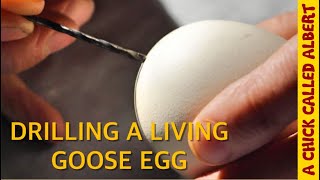 Drilling A Goose Egg to Save the Chick Inside [upl. by Frannie]