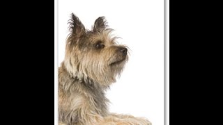 Cairn Terrier Temperament and Dog Breed Information  Dogs101 [upl. by Ahsilyt328]