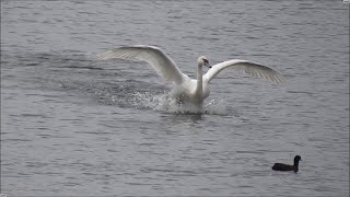 Swan take off and landing  Slow motion [upl. by Mor]