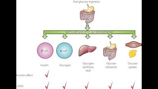 Incretin Effects  Definition Physiological effects and Mechanism [upl. by Aihtnys109]