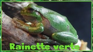 Hyla arborea  Linnaeus 1758  Hylidae  Rainette verte  ParisFrance  032019 [upl. by Ahsile715]