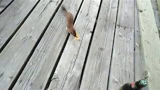 Weasel in the Wild Northern Ontario [upl. by Ilahsiav]