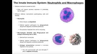 Physiology of Neutrophils Macrophages and Dendritic Cells [upl. by Yhtorod219]