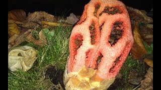 Clathrus ruber Red Cage Stinkhorn erupting from their eggs time lapse [upl. by Gibbon]