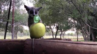 Adorable Bush Babies Nagapies visiting our camp [upl. by Rodolfo937]