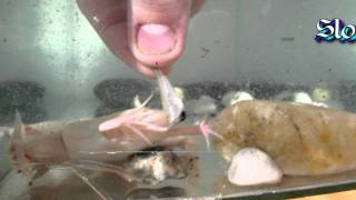 Xenopus laevis feeding [upl. by Loats412]