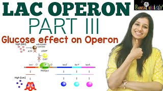 Lac OperonPart IIIGlucose effect on OperonExperimental approachGratuitous inducerdiauxic growth [upl. by Einna]