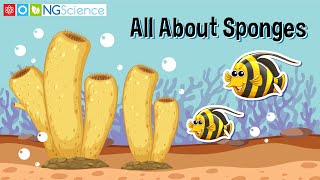 All About Sponges [upl. by Rainer]