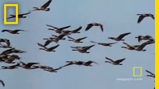 Geese Fly Together  National Geographic [upl. by Aihtela]