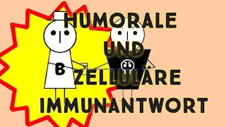 humorale und zelluläre Immunantwort [upl. by Ynez]