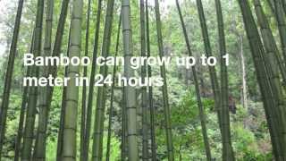 12 Amazing Facts About Bamboo [upl. by Nolasba]