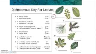 Dichotomous Key Reading [upl. by Tull]