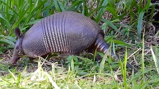 TATUGALINHA DASYPUS NOVEMCINCTUS NINEBANDED ARMADILLO TATUVERDADEIRO TATUDEFOLHA TATUETÊ [upl. by Lednem400]