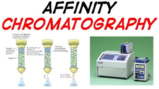 Affinity chromatography [upl. by Odnuges]