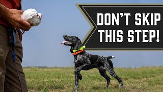 Our Favorite Drill for Bird Dog Puppies [upl. by Tlevesoor764]