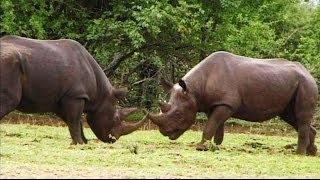 Rare Black Rhinos Fight Best Footage EVER Reordered In The Wild [upl. by Boycey]