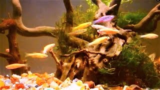 Zebrafish Care  Zebra Danio Aquarium Setup amp Care Guide [upl. by Brandice]