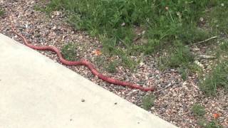 Red Racer Snake [upl. by Ehtylb]