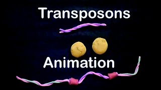 Transposons  cut paste transposons [upl. by Nlyak]