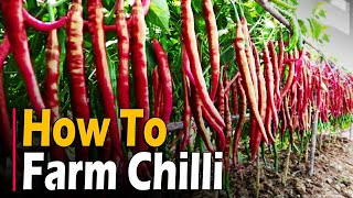 How to farm Chilli  Chilli Farming  Chilli Cultivation  Hot Pepper Farming [upl. by Annairt881]