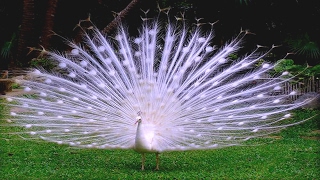 Peacock Feathers Display [upl. by Sophronia]