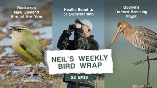 Rockwrens Health Benefits of Birdwatching and Godwits RecordBreaking Migration  E28 [upl. by Anitsyrk]