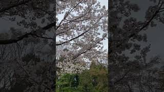 Cherry Blossom In Mountain  MtShiroyama in MtTakao Area Japan [upl. by Ahsinit]