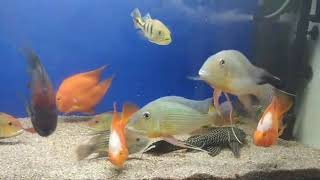 Rotkeil Severum With Tank Mates [upl. by Nerb]