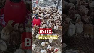 BV380 poultry farm in kerala ph 9496209612 [upl. by Hoppe554]