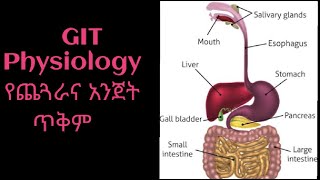 quot GIT Physiology quot የጨጓራና አንጀት ጥቅምquot [upl. by Hplar984]