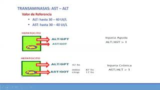 Clase 2 Hepatograma [upl. by Rola218]