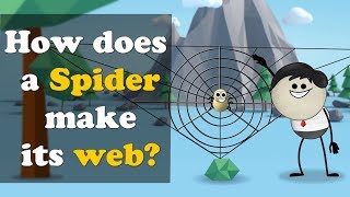 How does a Spider make its web  more videos  aumsum kids science education children [upl. by Nylessoj]