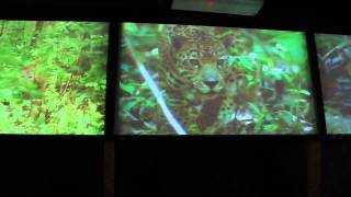 Cat Film at the Philadelphia Zoo [upl. by Salamone]